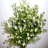 white aster flower
